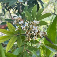 8. Fleurs de Bois de Judas -Cossinia pinnata - Sapindaceae- I.jpeg